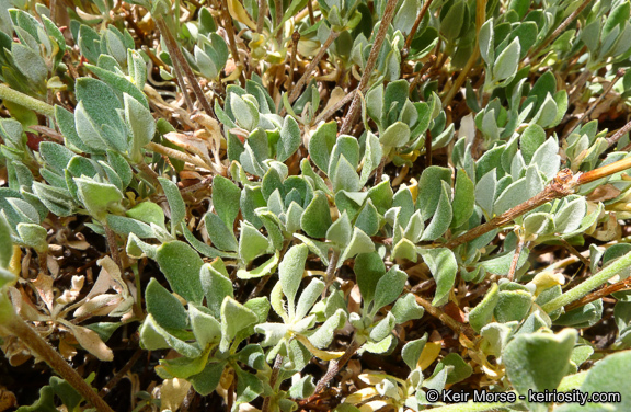 Image of Munz's buckwheat