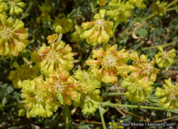 Image of Munz's buckwheat