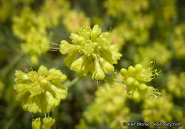 Image of Munz's buckwheat