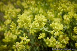 Image of Munz's buckwheat