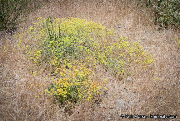 Image of Munz's buckwheat