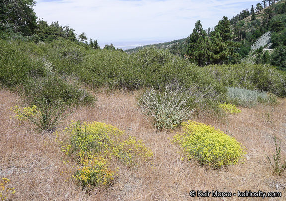 Image of Munz's buckwheat