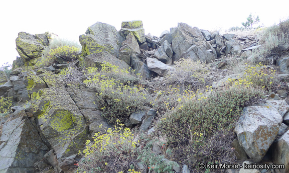 Image of Munz's buckwheat