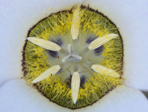 Calochortus gunnisonii S. Watson resmi