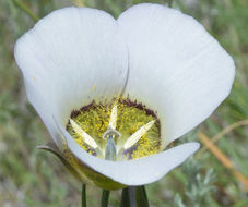 Calochortus gunnisonii S. Watson resmi