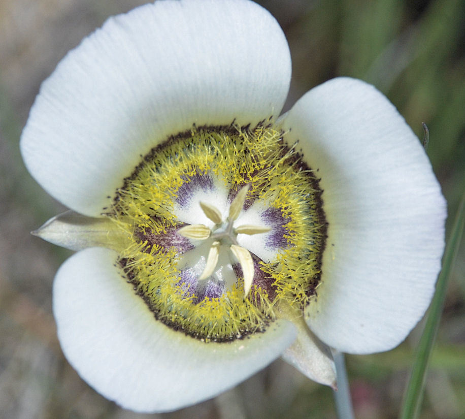 Image of Gunnison's mariposa lily
