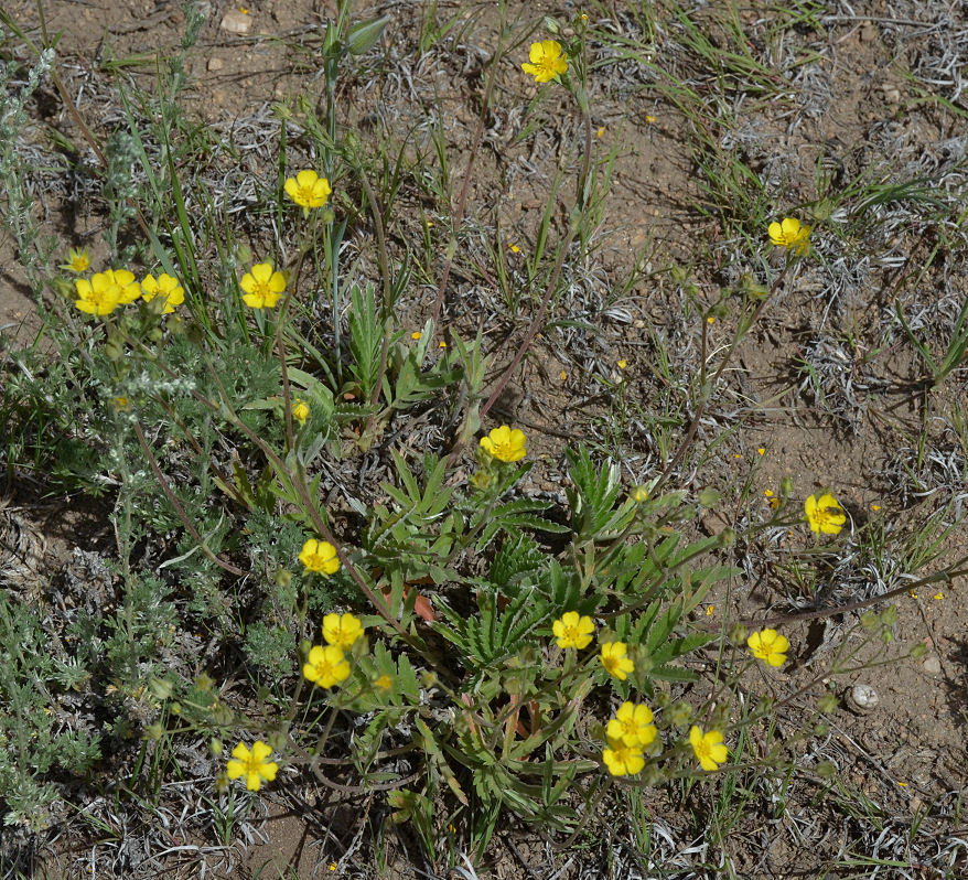 Image of woolly cinquefoil