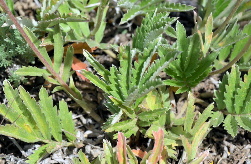 Image of woolly cinquefoil