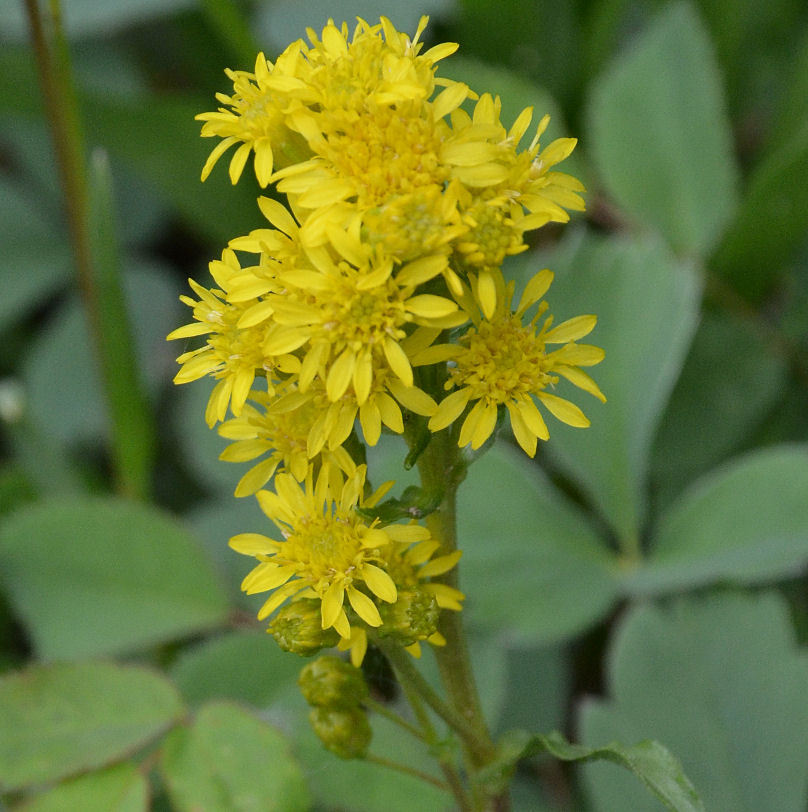 Image of Rocky Mountain goldenrod