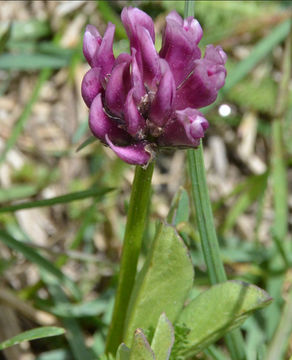 Слика од Trifolium parryi A. Gray