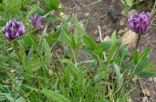 Imagem de Trifolium parryi A. Gray