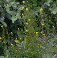 Image of mountain tansymustard