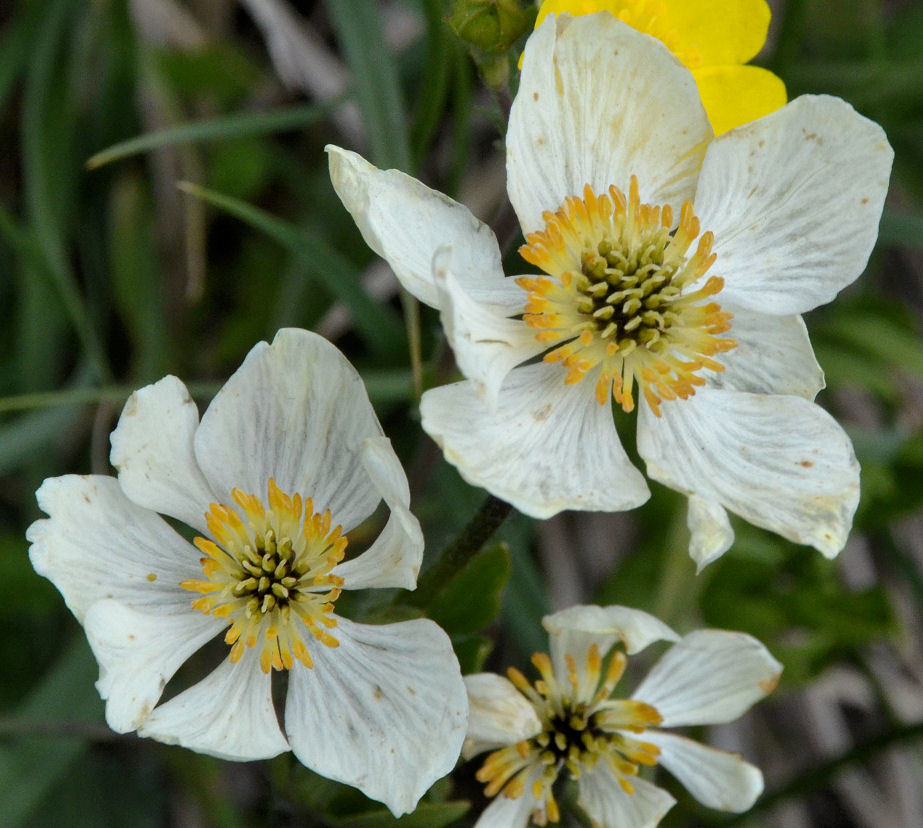 Imagem de <i>Anemone narcissiflora</i> var. <i>zephyra</i>