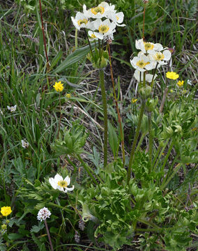 Image of <i>Anemone narcissiflora</i> var. <i>zephyra</i>