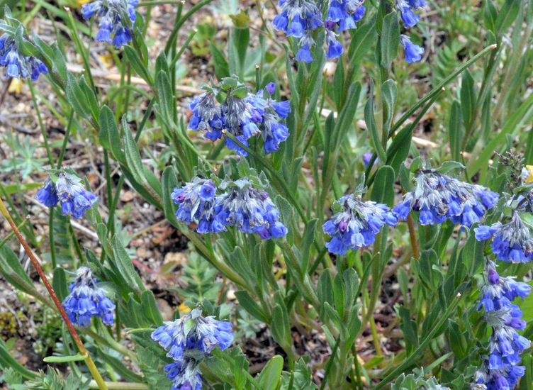 Image of <i>Mertensia lanceolata</i> var. <i>nivalis</i>