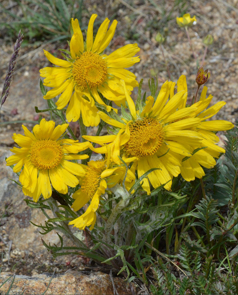 Image of graylocks four-nerve daisy