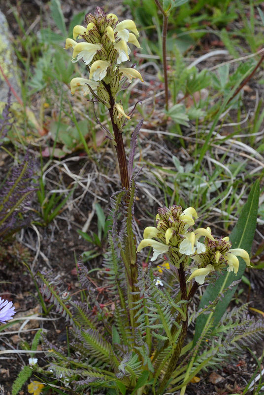 Image de Pedicularis parryi A. Gray