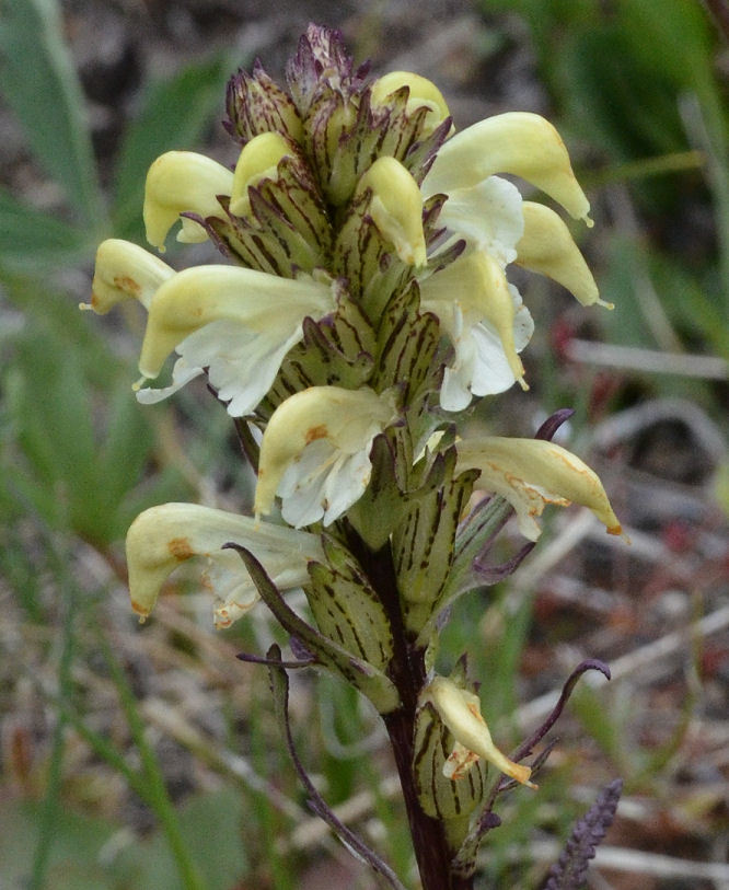 Image de Pedicularis parryi A. Gray