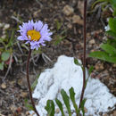 Sivun Erigeron grandiflorus Hook. kuva