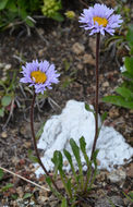 Image of largeflower fleabane