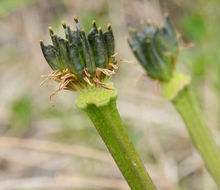 Image de Caltha leptosepala DC.