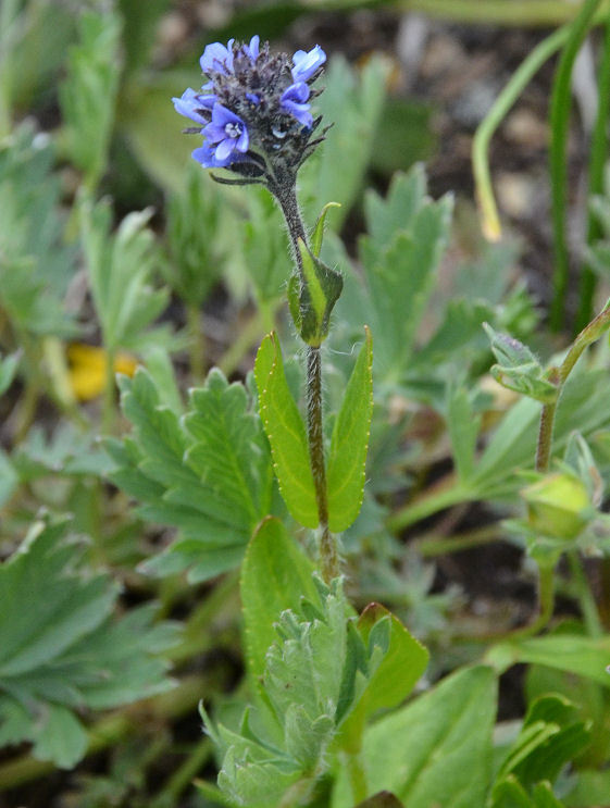 Image of American alpine speedwell