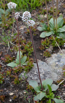 Imagem de Micranthes rhomboidea (Greene) Small