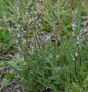 Image of alpine sagebrush