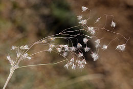 Image of Indian Rice Grass