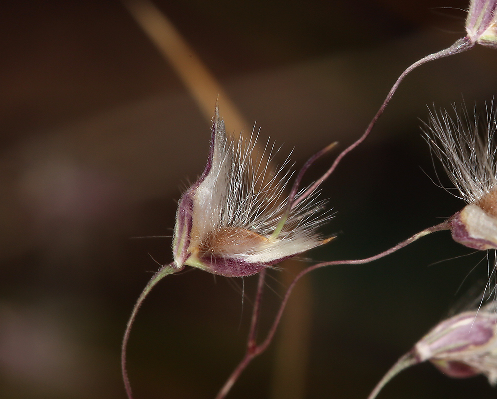 Image of Indian Rice Grass