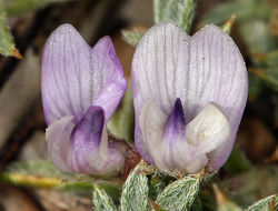 Image de Astragalus kentrophyta var. tegetarius (S. Wats.) R. D. Dorn