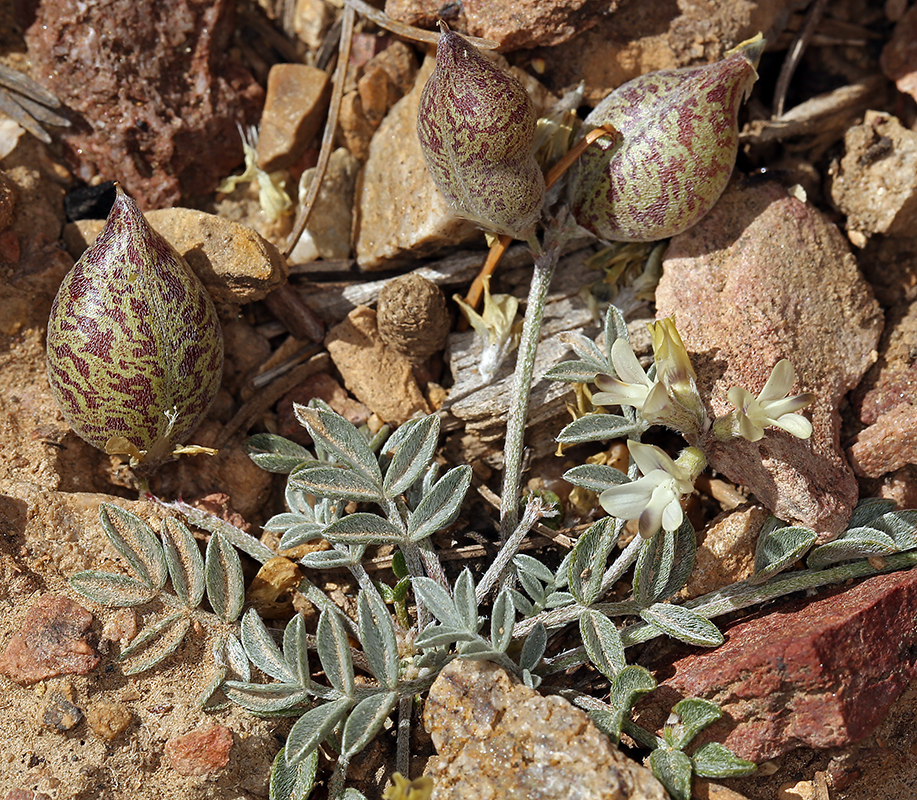 Sivun Astragalus platytropis A. Gray kuva