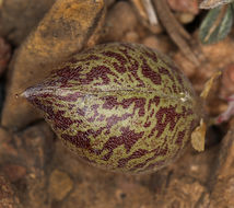 Sivun Astragalus platytropis A. Gray kuva