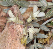 Imagem de Astragalus platytropis A. Gray