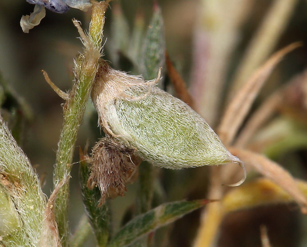 Image de Astragalus kentrophyta var. tegetarius (S. Wats.) R. D. Dorn