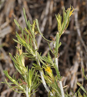 Image of Ericameria parryi var. aspera (Greene) G. L. Nesom & G. I. Baird