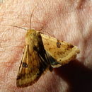 Image of Heliothis
