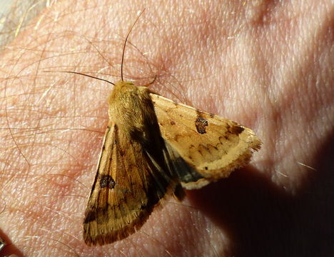 <i>Heliothis peltigera</i>的圖片