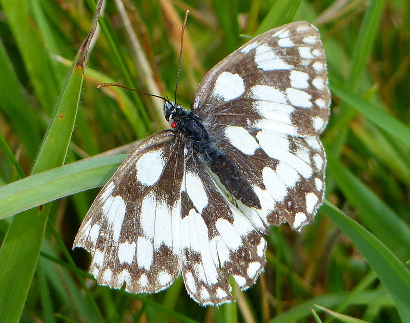 Image of marbled white