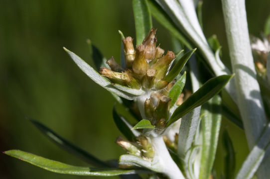 Image of snow-white everlasting