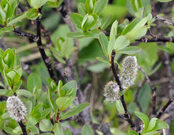 Image of diamondleaf willow