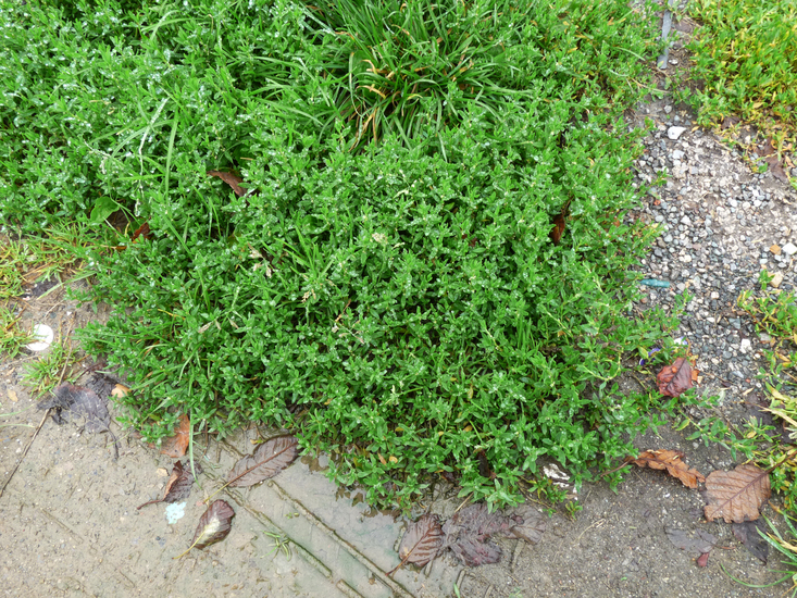 Polygonum arenastrum Boreau resmi