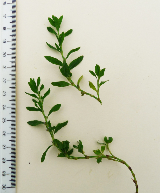 Polygonum arenastrum Boreau resmi