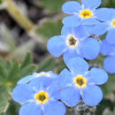Image of arctic alpine forget-me-not