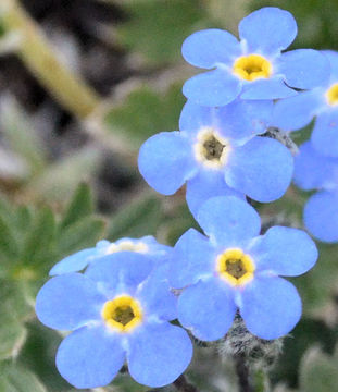 Image of arctic alpine forget-me-not