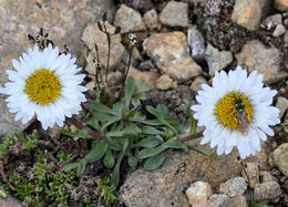 Image of largeflower fleabane