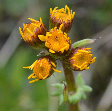Image of Saffron Groundsel