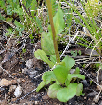 Image of Saffron Groundsel