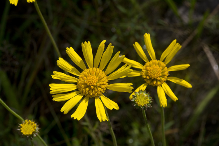 Plancia ëd Balduina uniflora Nutt.