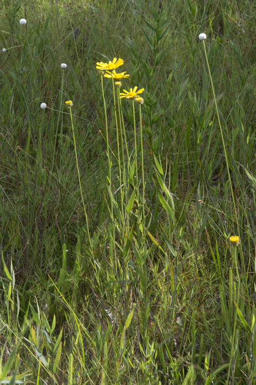 Plancia ëd Balduina uniflora Nutt.